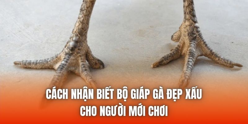 Cách nhận biết bộ giáp gà đẹp xấu cho người mới chơi