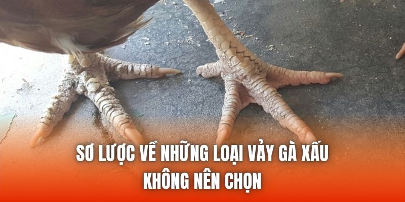 Sơ lược về những loại vảy gà xấu không nên chọn